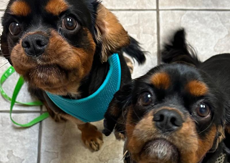 Dearborn Family Pet Care Dearborn veterinarians